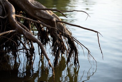 Roots emerging from water surface