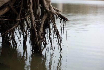 Roots in water at riverbank