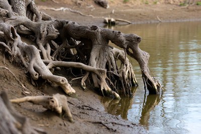 Roots exposed along riverbank shoreline
