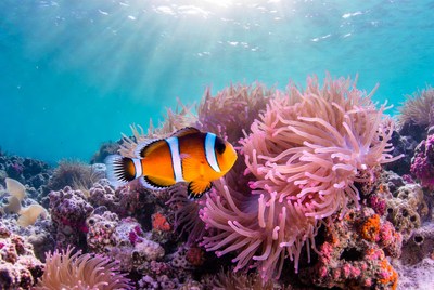 Clownfish swimming near coral reef