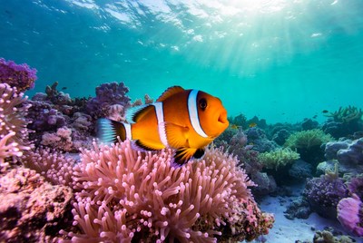Clownfish swimming near coral reefs
