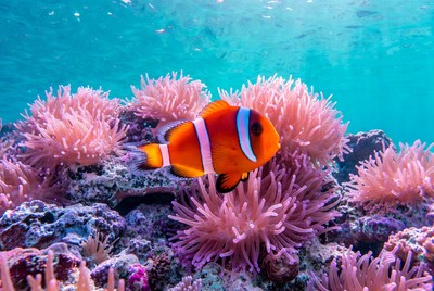 Clownfish swimming among coral reef