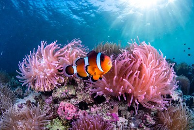 Clownfish swimming among sea anemones