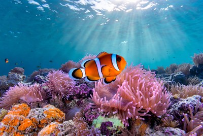 Clownfish swimming in coral reef