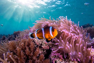 Clownfish swimming near coral reef