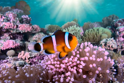 Clownfish swims in coral reef