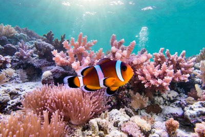 Clownfish swimming in coral reef