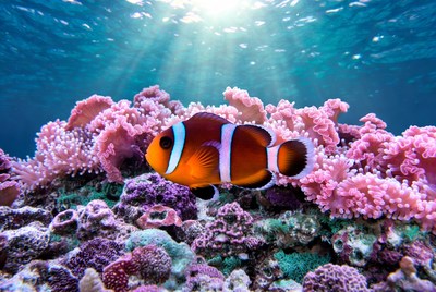 Clownfish swimming in coral reef