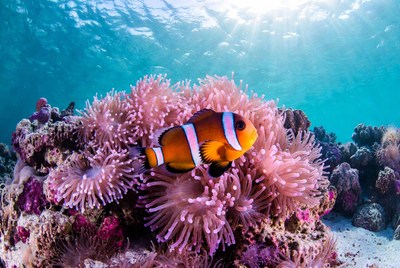 Clownfish swimming among coral