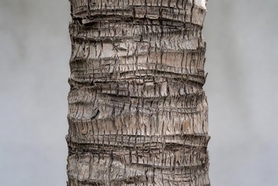 Close-up view of a tree trunk's texture