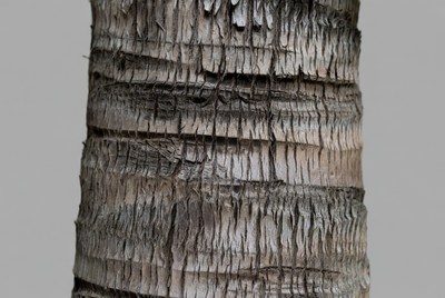 Detailed texture of a palm tree trunk