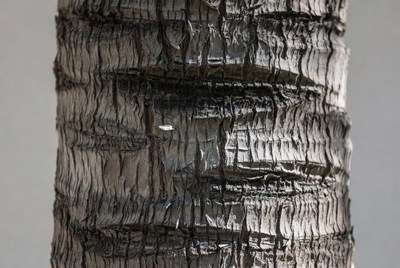 Tree trunk texture close up