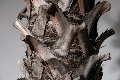 Palm tree trunk close-up with textured bark