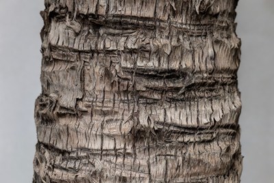 Detailed view of tree bark texture