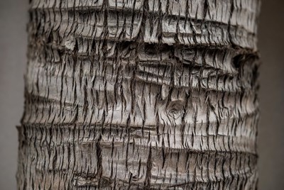 Detailed texture of a palm tree trunk