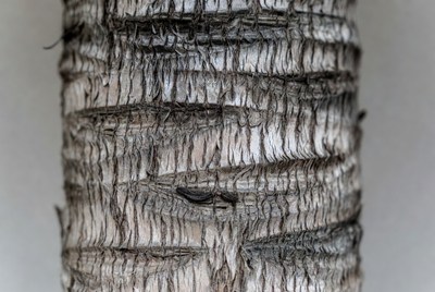 Close-up view of tree bark texture