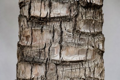 Close-up view of tree bark texture
