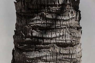 Close-up of a tree trunk in black and white