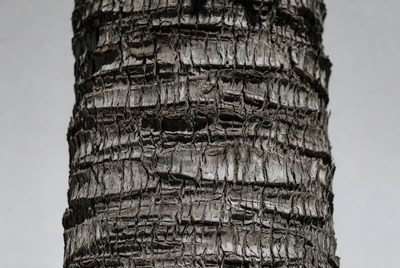 Tree trunk texture in close view