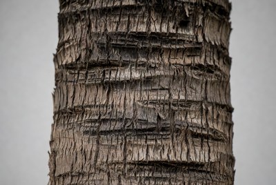 Close view of palm tree bark texture