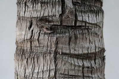Textured bark close-up of a tree trunk