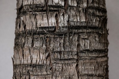 Close look at tree bark texture