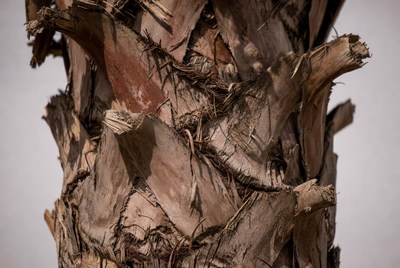 Close view of a palm tree trunk