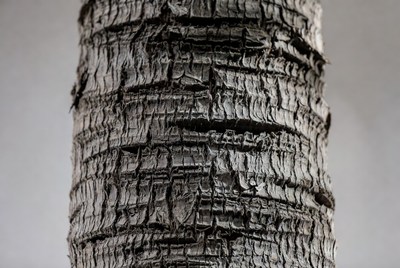 Close-up view of tree bark texture