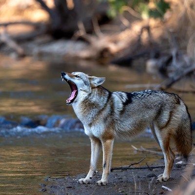 Coyote howling by the river