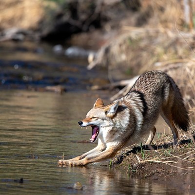 Coyote stretching by riverbank