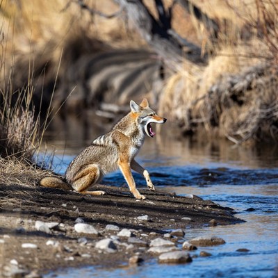 Coyote resting by the river