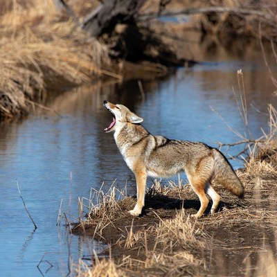 Coyote yawning by the river