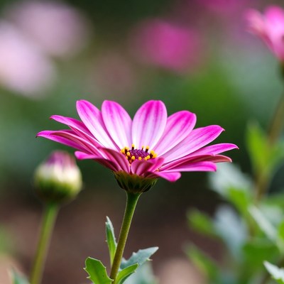 Bright pink flower in garden setting