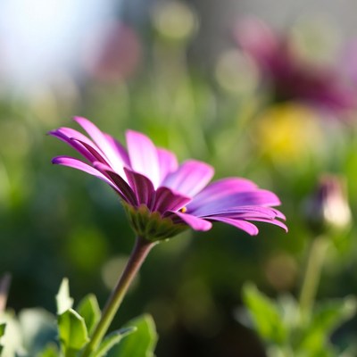 Purple flower in garden sunlight