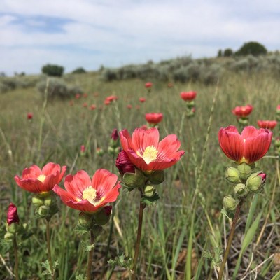 Bright red flowers in a field