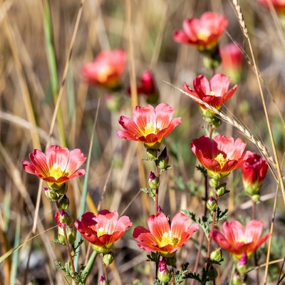 Wildflowers blooming in a sunny field