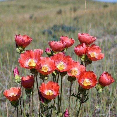 Wildflowers bloom in spring sun