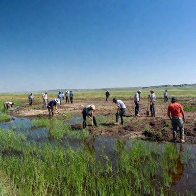 Workers planting in wetland area