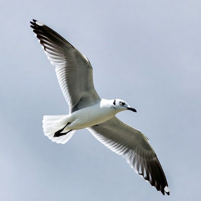 Seagull flying over the ocean