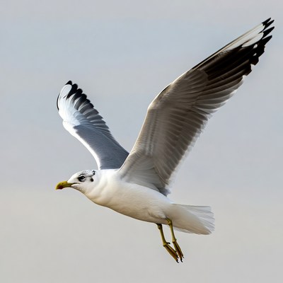 Seagull soaring in the sky