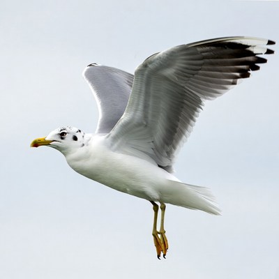 Seagull flying in the sky