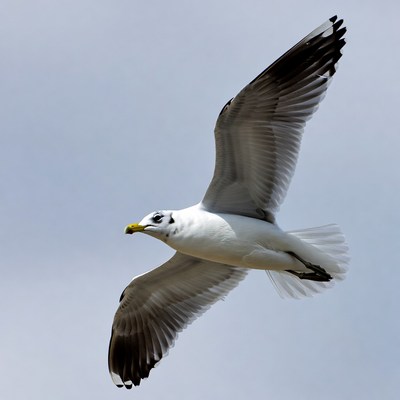 Seagull in flight over water