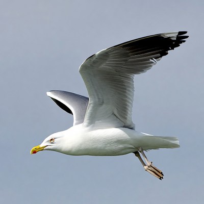 Seagull flying in the sky