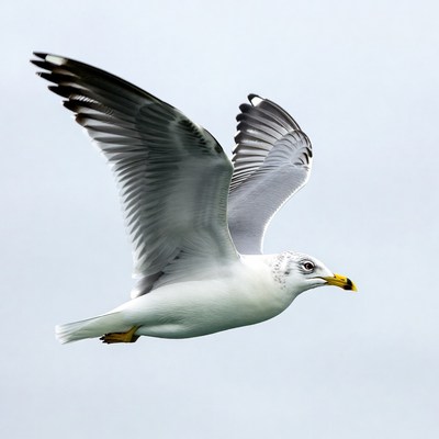 Seagull flies in cloudy sky