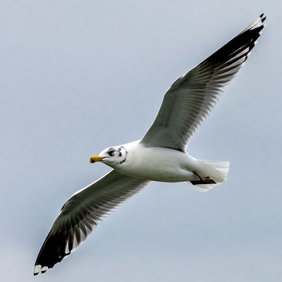 Seagull flying over the ocean
