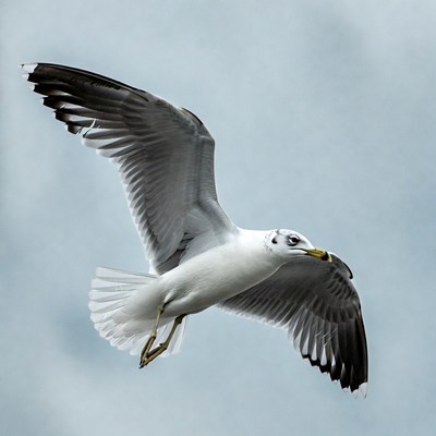 Seagull flying in the sky