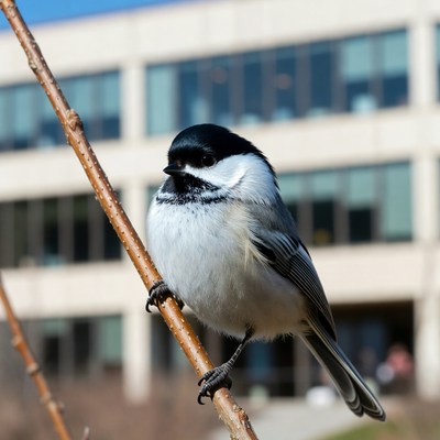 Bird perched on branch outdoors