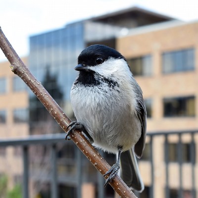 Bird perched on branch near building