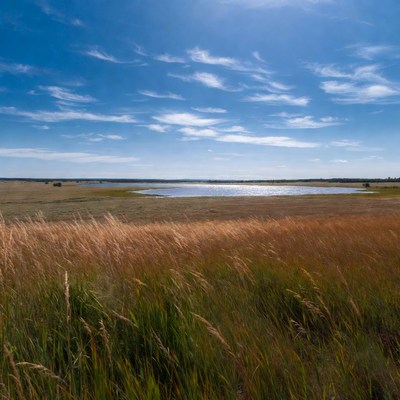 Sunny day at a grassy lake