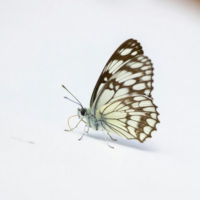 Butterfly on a light surface